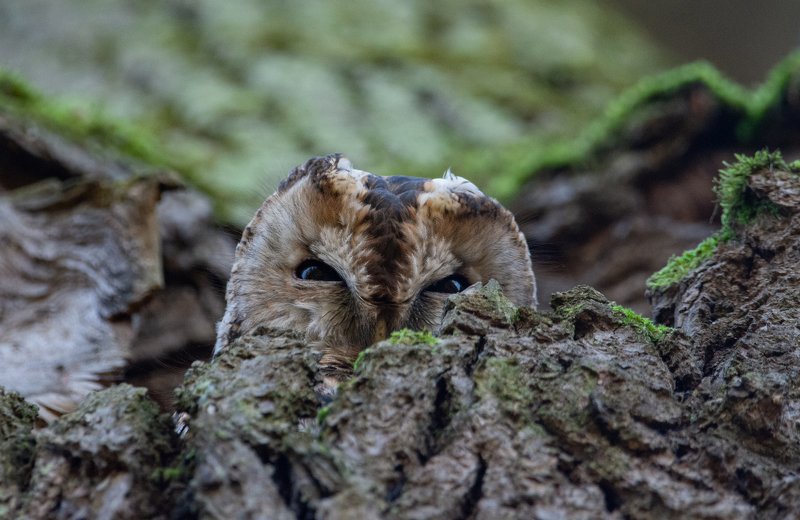 серая неясыть,strix aluco Серая неясыть (Strix aluco).photo preview