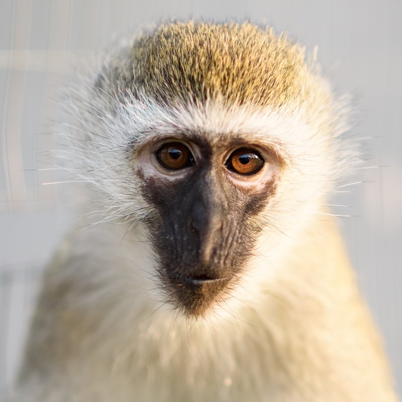 Портретphoto preview