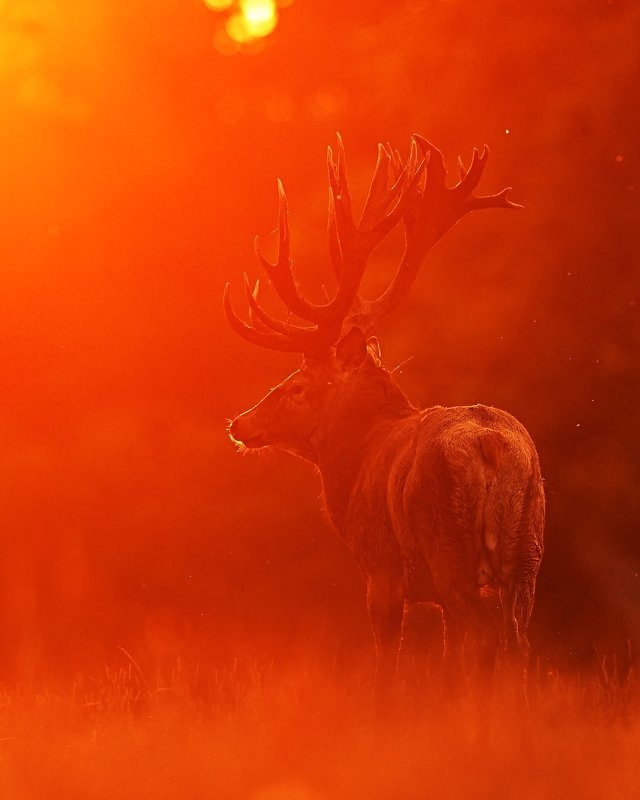 In the firephoto preview