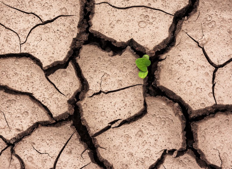 Ростокphoto preview