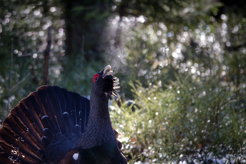 Глухарь Романтик с большой дорогиphoto preview