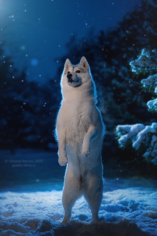 - Вкусняшка есть? а если найду?...photo preview