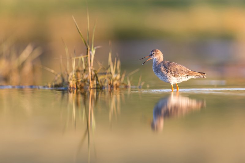 krwawodzióbphoto preview