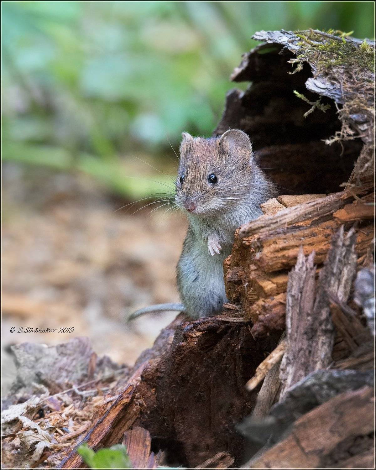 Маленький позитивчик ). Автор: Сергей Сильченков мышь, Сергей Сильченков