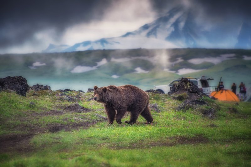 камчатка,медведь туристphoto preview