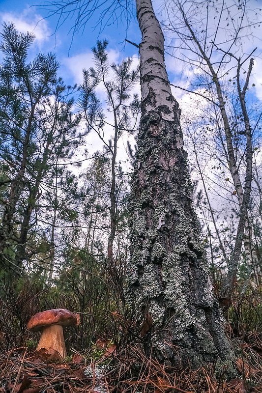 Небоскребы а я маленький такойphoto preview