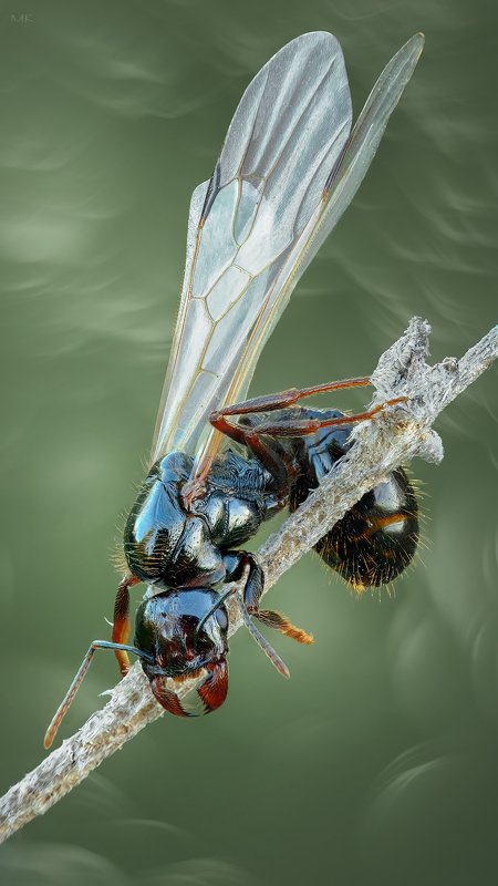 an alate, nuptial flight. Время брачных полетовphoto preview