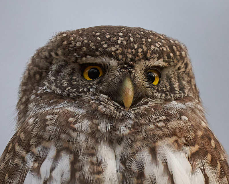 Сычик воробьиныйphoto preview