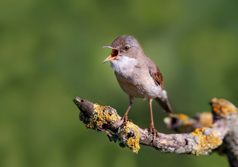 Common Whitethroatphoto preview
