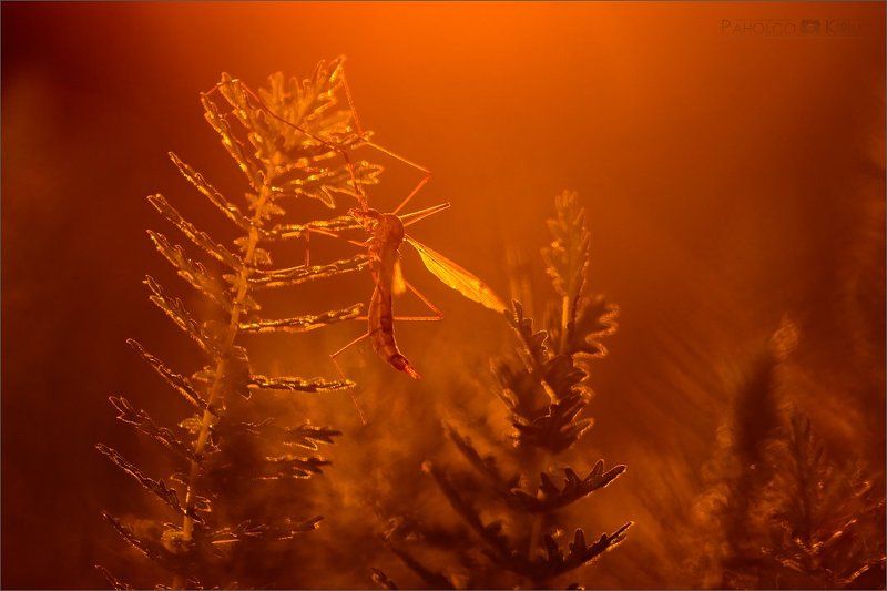 Кровавый рассветphoto preview