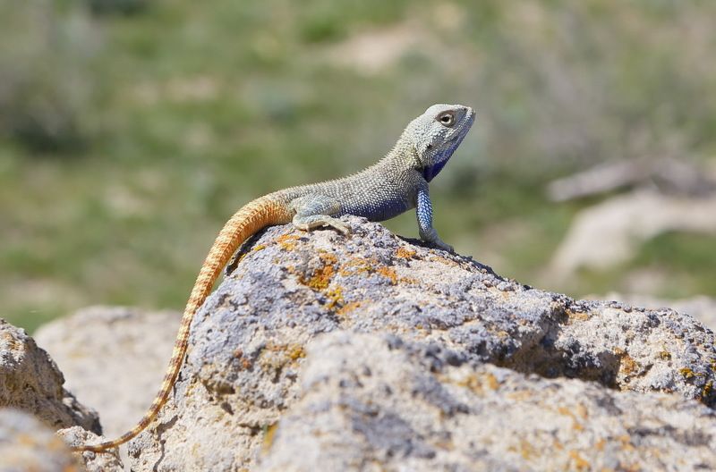 степная агама, устюрт Страж Устюрта.photo preview
