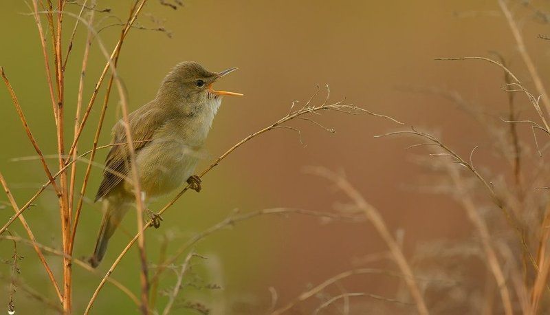 Утренние трелиphoto preview