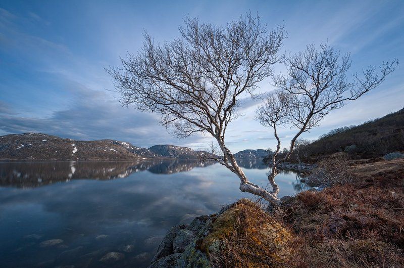 Северная береза. Озеро Sandvatnetphoto preview