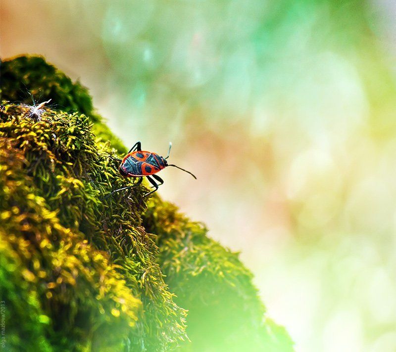 клоп ... фото превью