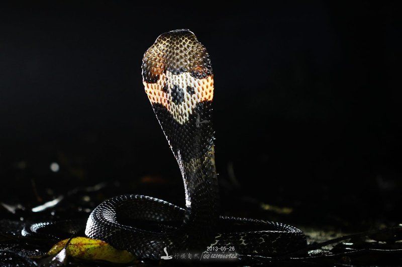 кобраphoto preview