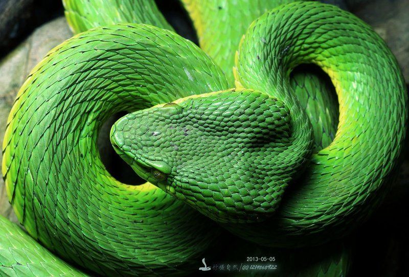 Trimeresurusphoto preview