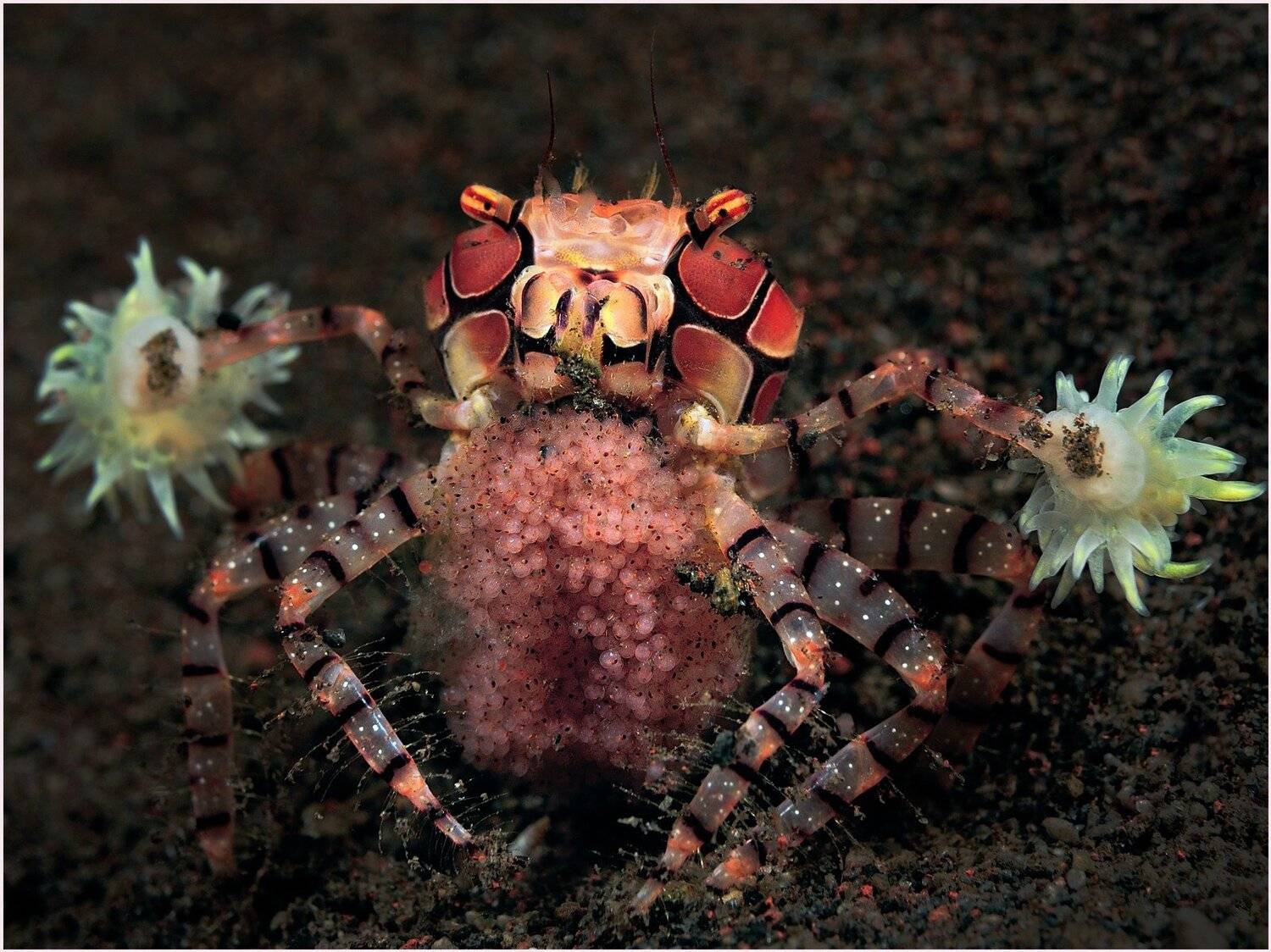 boxer crab, bali, macro, diving, Unlis