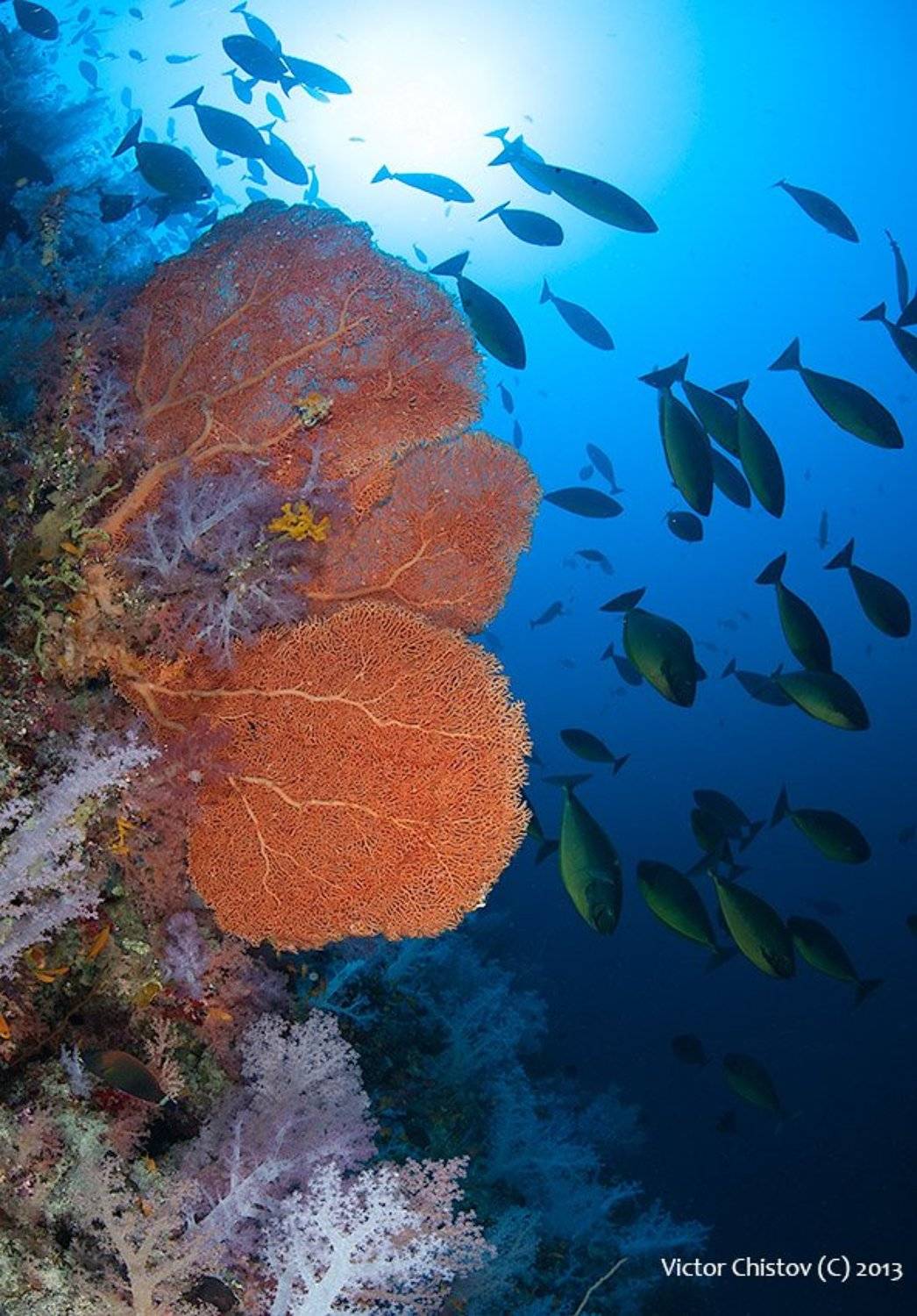 underwater, red, sea, Виктор Чистов
