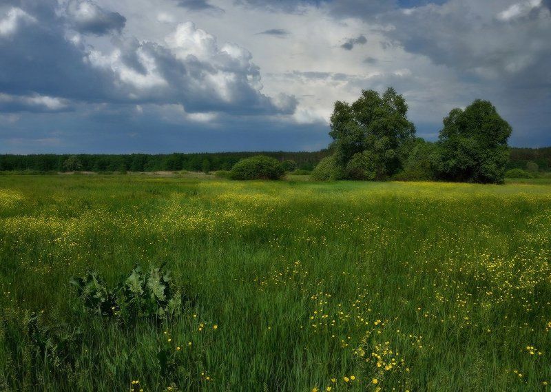 луг, цветы, гроза На лютиковых заливных лугах - 2photo preview