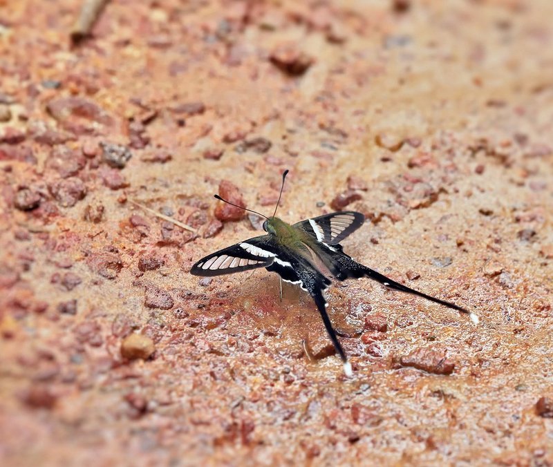 Green dragontail, Green Dragontail (Lamproptera me, Www.gnilenkoff.ru ***photo preview