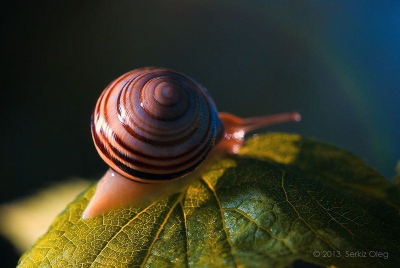 After the rain (После дождя)photo preview