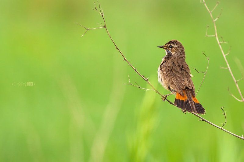 Animals, Bird, Luscinia svecica, Nature, Варакушка, Самка После дождяphoto preview
