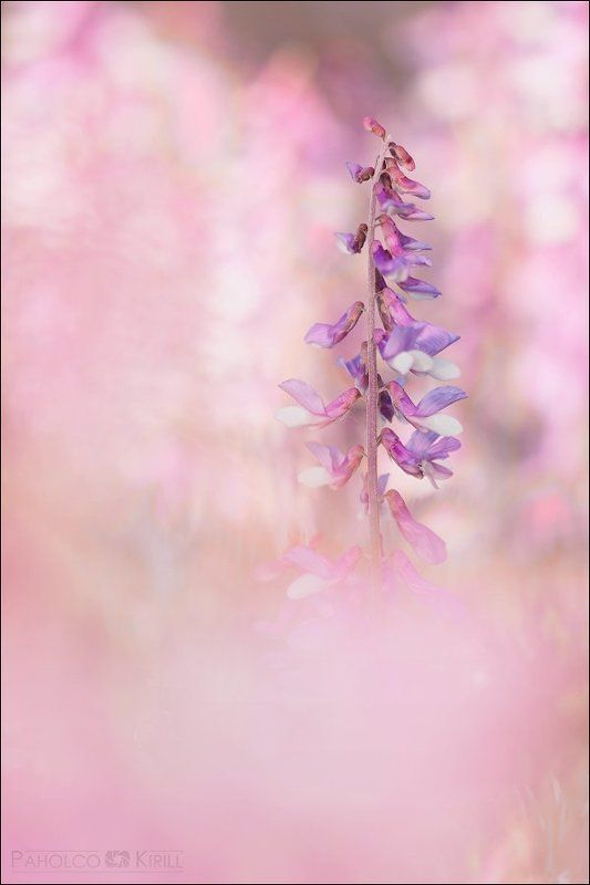 Розовый туманphoto preview