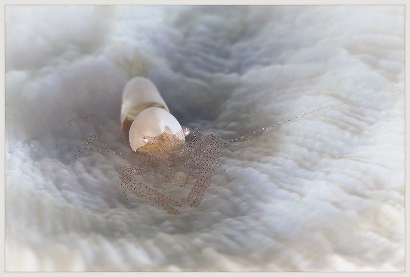 В белом..photo preview