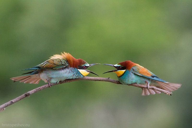 Золотистая щурка 2photo preview