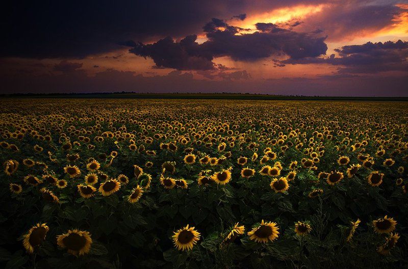 Закат с подсолнухамиphoto preview