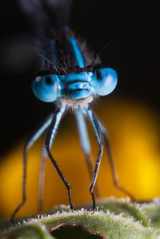 Coenagrion puellaphoto preview