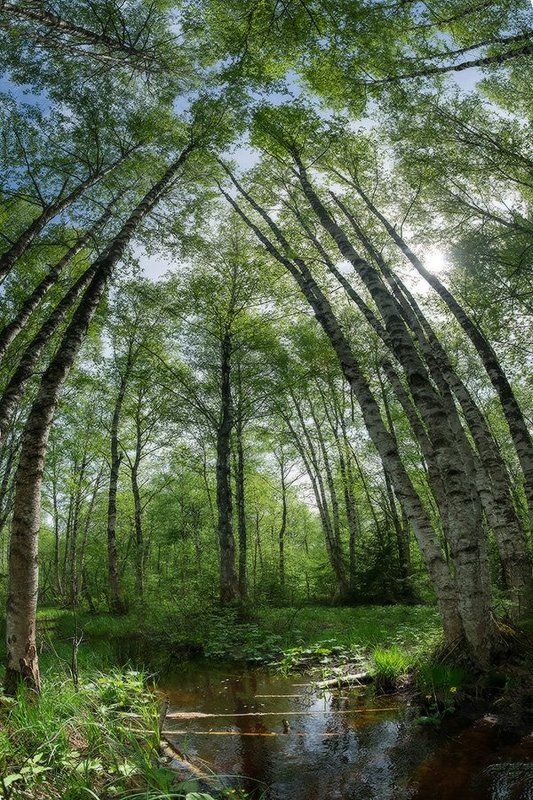 береза, весна, лес, панорама, пейзаж, ручей Панорамный взгляд на лесной ручей под кроной листвы, гармонирующей с голубым небомphoto preview