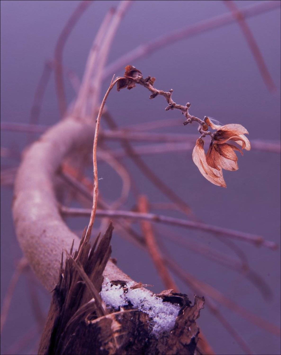 Одинокий. Автор: Denis Voronin , Denis Voronin