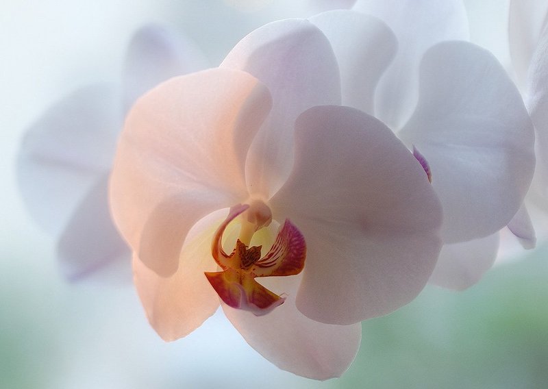 Фаленопсисphoto preview