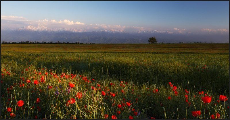 Попсовый сюжет о маках, полях и горахphoto preview