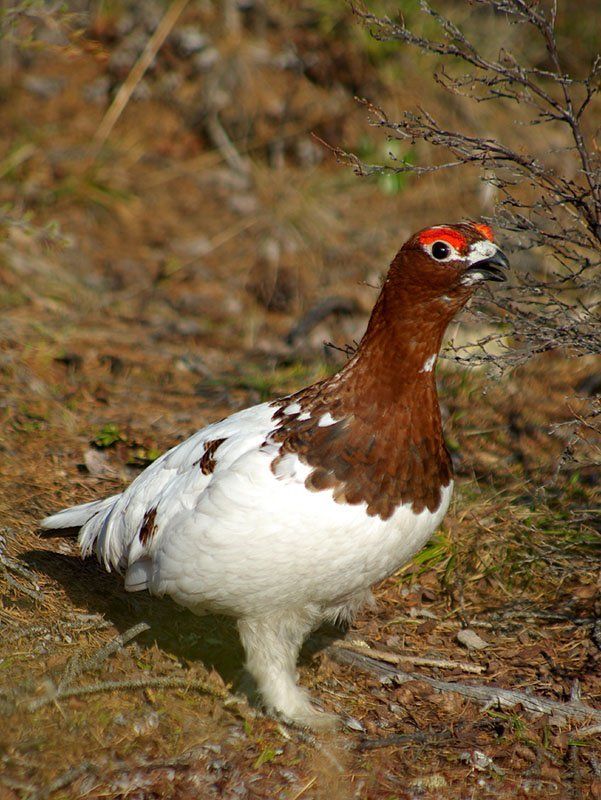 Куропачphoto preview