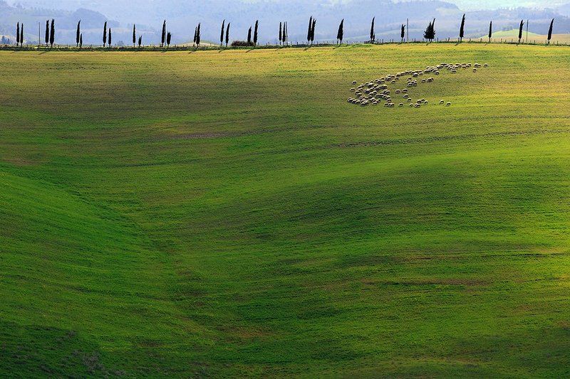 Natural lawn carephoto preview