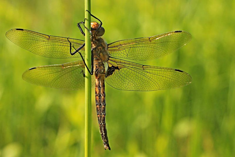 dragonflyphoto preview