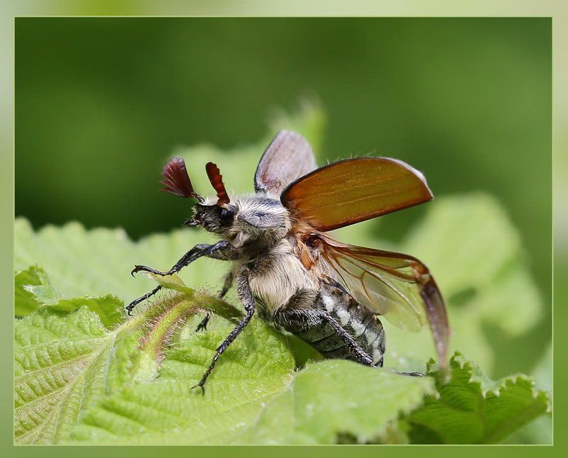 К полёту готов!..-2photo preview