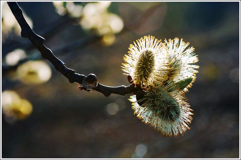 весенняя серияphoto preview