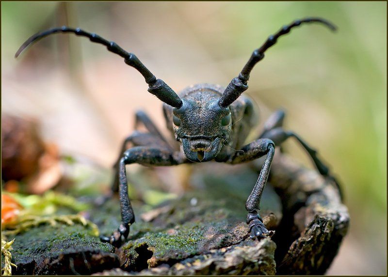 Чужой.photo preview