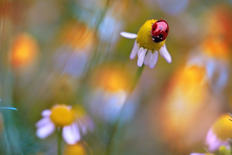 Art, Daisies, Ladybug, Macro, Oleg Serkiz, Spring, Олег Серкиз Spring memoriesphoto preview