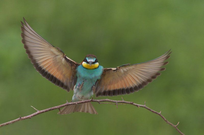 пчелояд, щурка, merops, apiaster, european, bee-eater Посадкаphoto preview