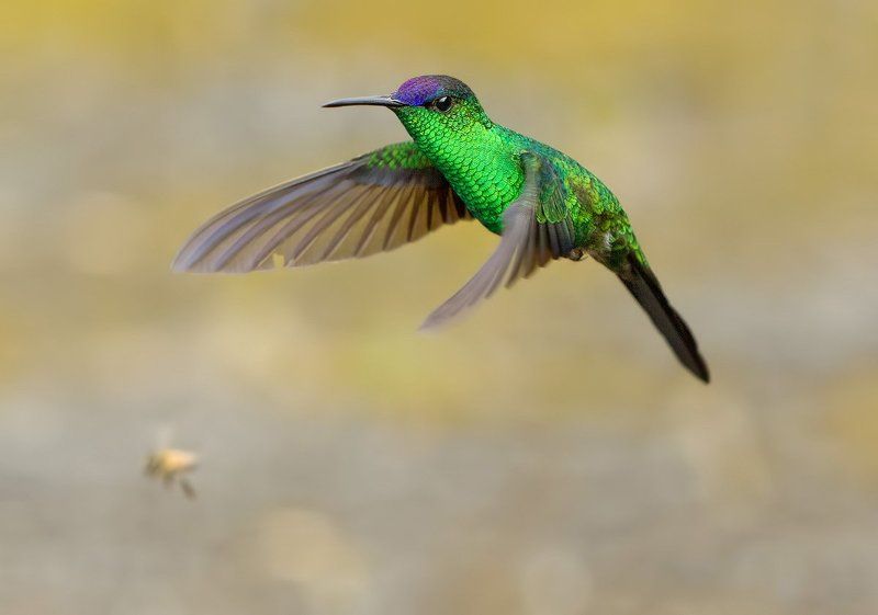 Cacicus chrysopterus, Бразилия, Колибри, Колибри колибри-лесная нимфа, Птицы маленькая быстрая птичкаphoto preview