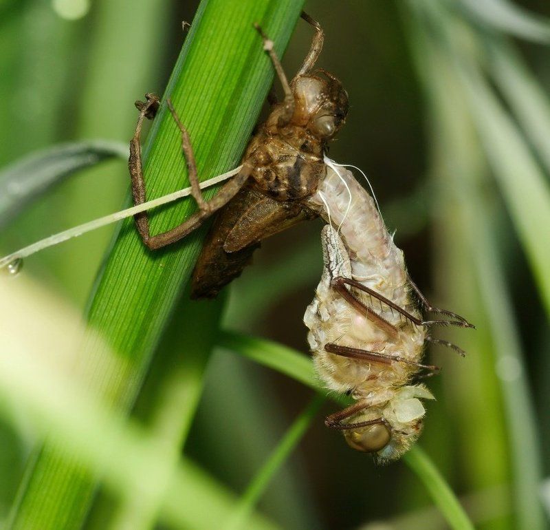 стрекоза, личинка, рождение, макро Рождениеphoto preview