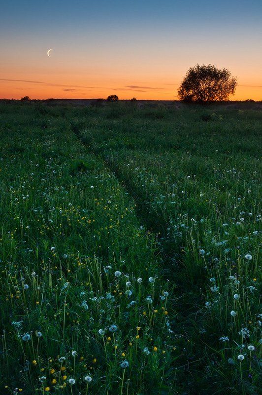 Восход, Закат, Лето, Луг, Одуванчики, Пейзаж Царство комаринноеphoto preview
