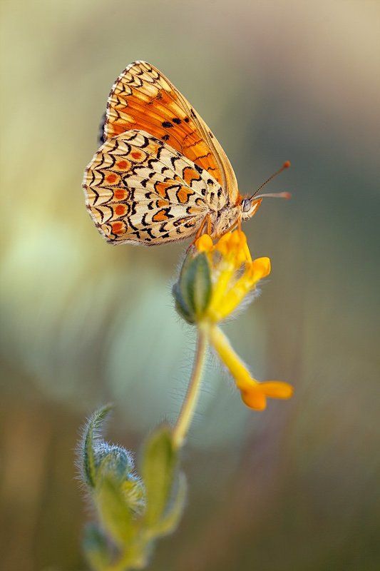 butterflies, lepidoptera, canon, 100mm l is f2.8, 600d, 450d, macro Butterflies 2013photo preview