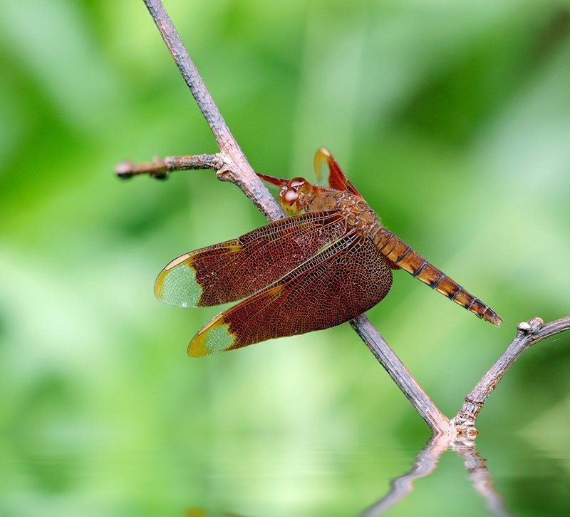 Neurothemis fulvia ***photo preview