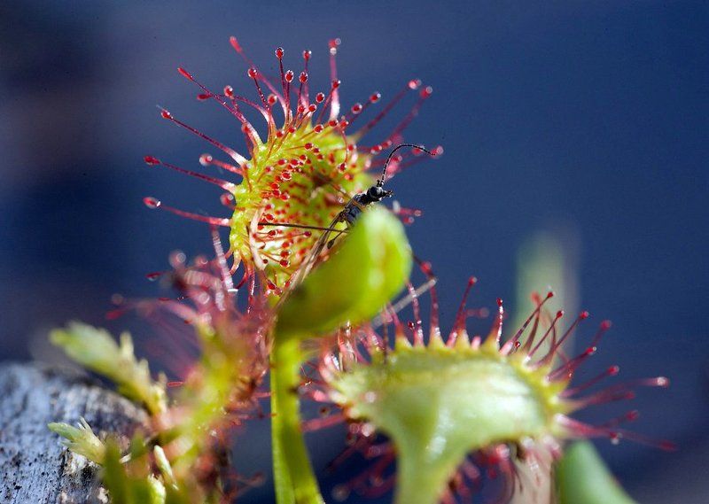 росянка, растения, карелия, природа, лес, макро, капли, хищник, россия, sundew, plant, macro, nature, forest, karelia, drops, predator, russia Никак не ожидал он такого вот концаphoto preview