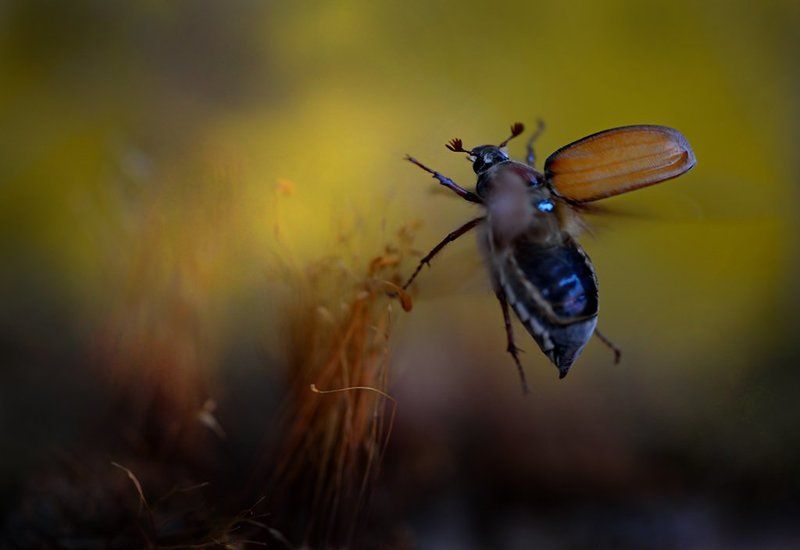 Полет в сказкуphoto preview